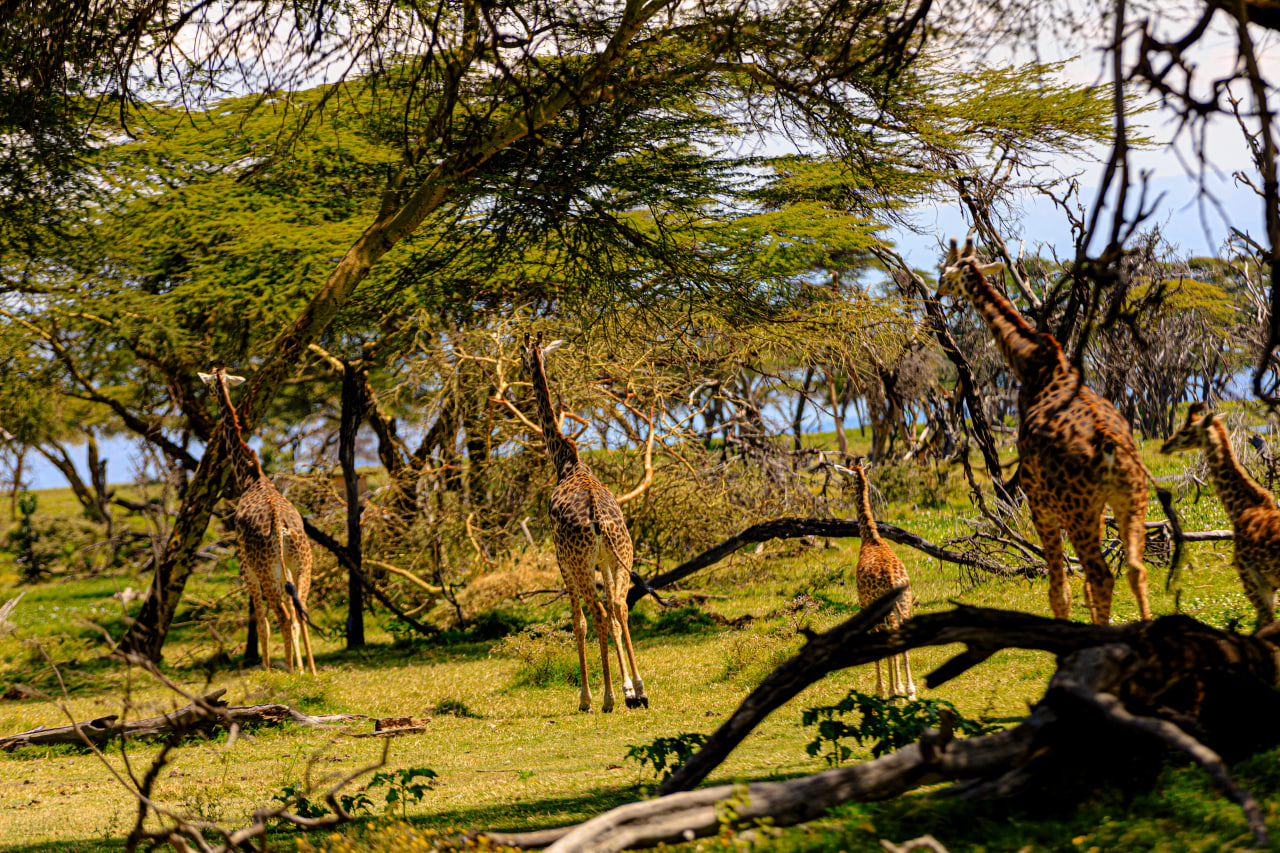 Desk with leather desk pad, walnut desk organizer, wireless keyboard and mouse, and porcelain mug.